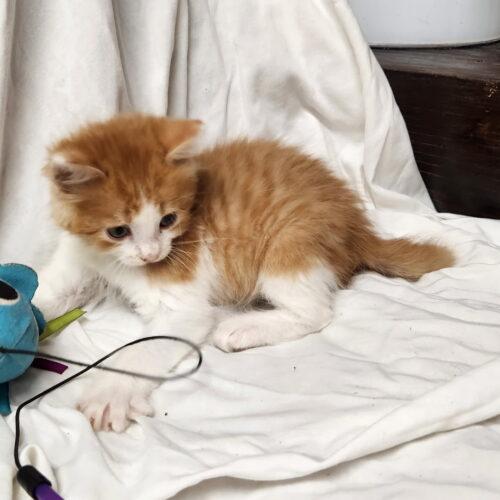Enlarge Bob, a Adoptable Domestic Long Hair in Kirksville, MO image 2/3