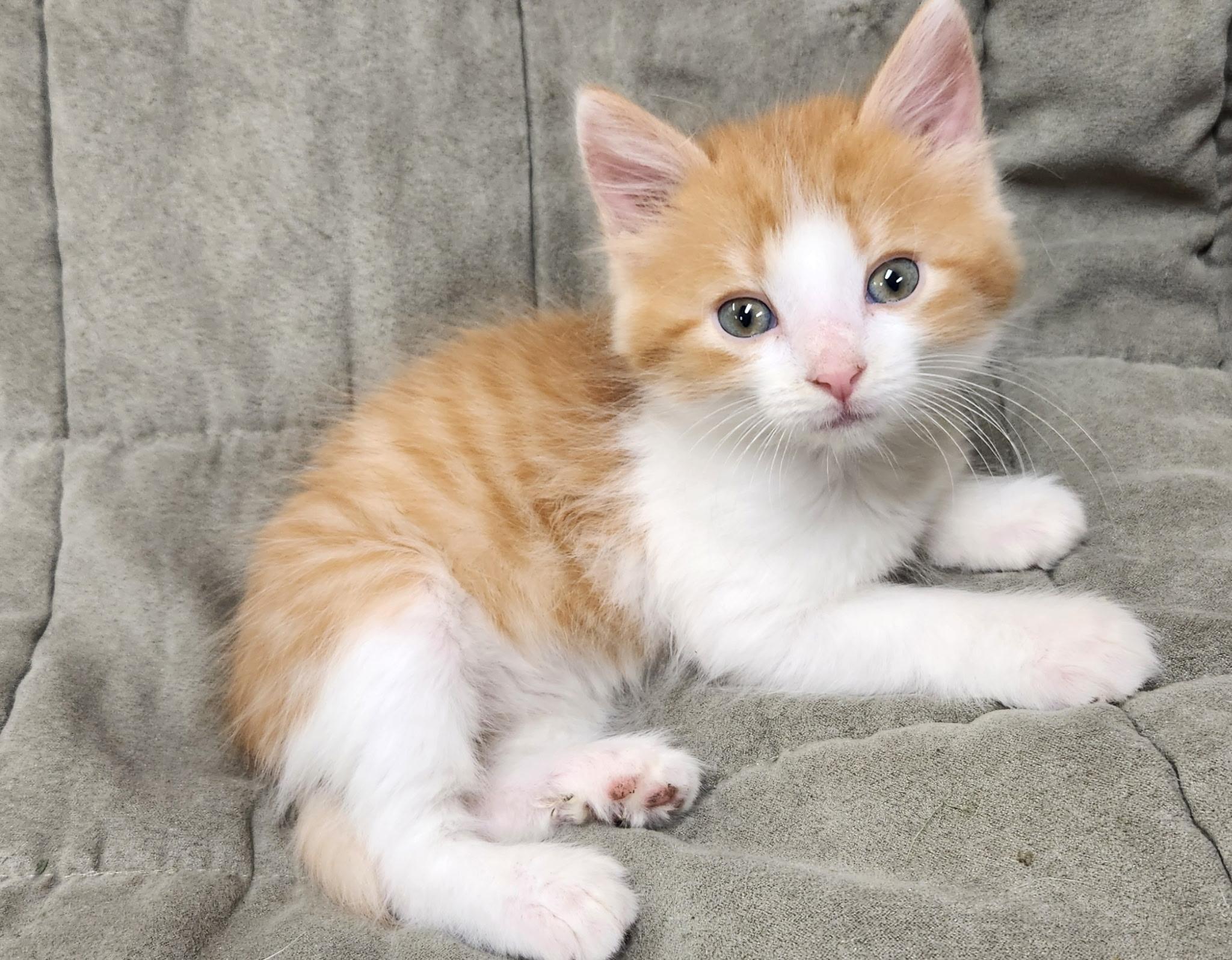 Enlarge Bob, a Adoptable Domestic Long Hair in Kirksville, MO image 3/3