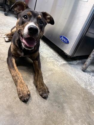 Freddie, Adoptable, Puppy Male Terrier & Mixed Breed.