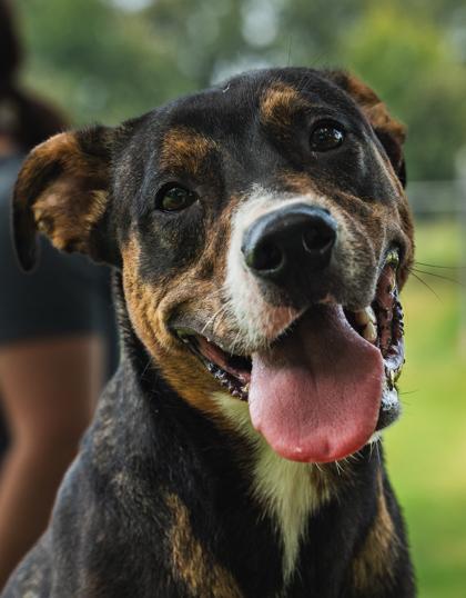 Enlarge Freddie, a Adoptable mixed breed in Paducah, KY image 2/2