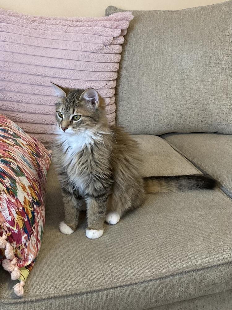 Pallas, Adoptable, Young Female Domestic Long Hair.