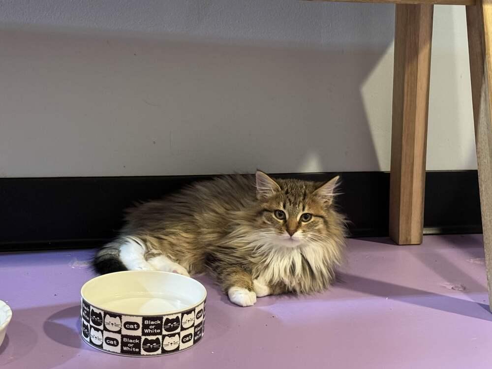 Enlarge Pallas, a Adoptable Domestic Long Hair in Ferndale, MI image 2/6