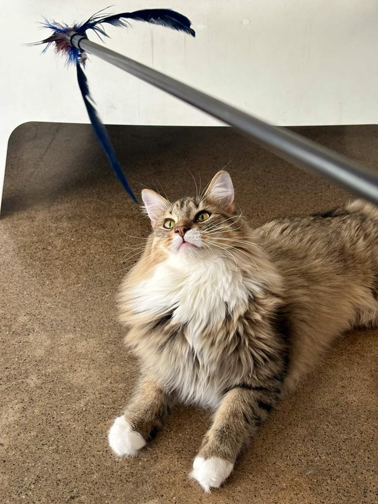 Enlarge Pallas, a Adoptable Domestic Long Hair in Ferndale, MI image 3/6