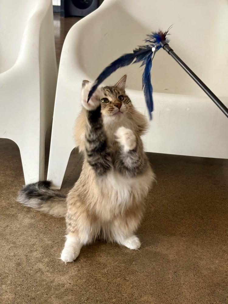 Enlarge Pallas, a Adoptable Domestic Long Hair in Ferndale, MI image 4/6