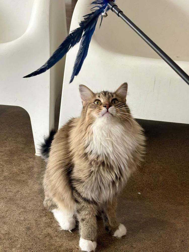 Enlarge Pallas, a Adoptable Domestic Long Hair in Ferndale, MI image 5/6