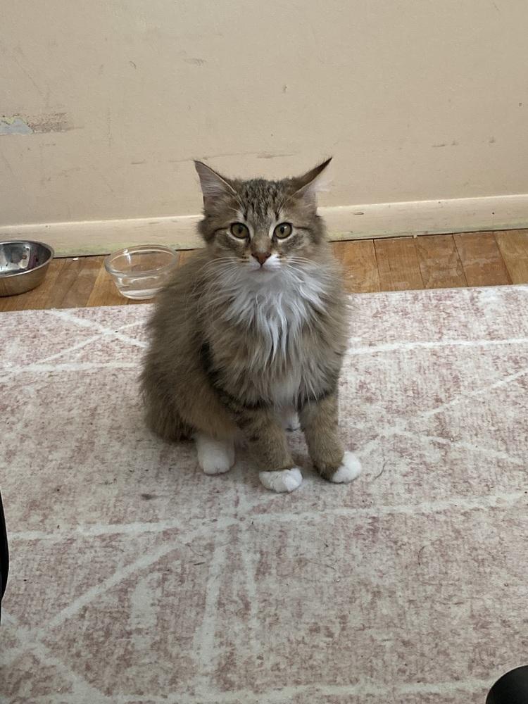 Enlarge Pallas, a Adoptable Domestic Long Hair in Ferndale, MI image 6/6