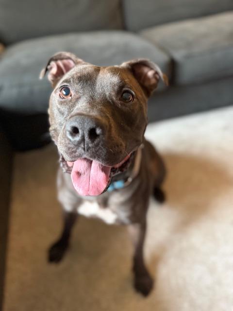 Enlarge Shadow, a Adoptable mixed breed in Bend, OR image 3/5