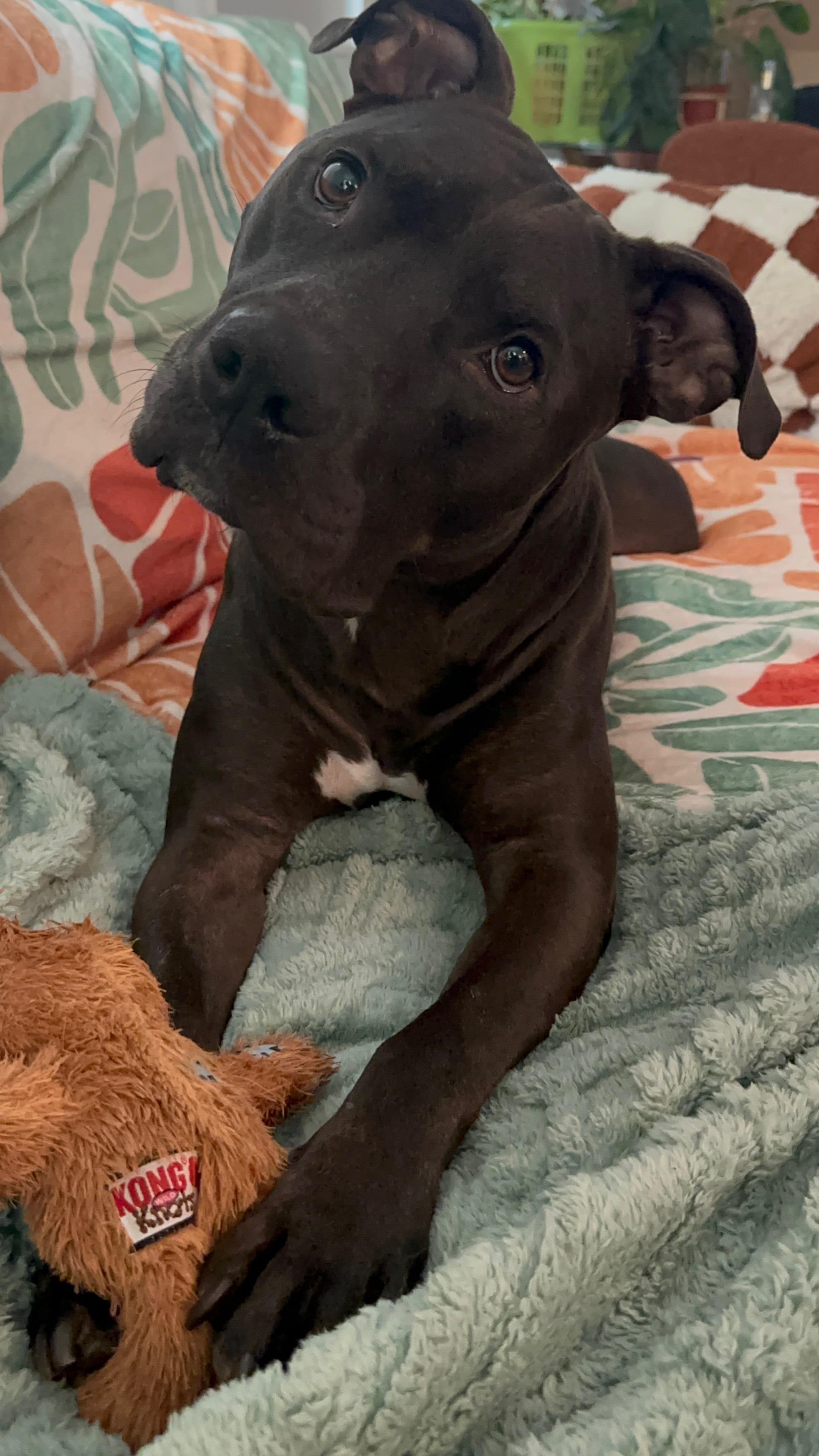 Enlarge Shadow, a Adoptable mixed breed in Bend, OR image 5/5