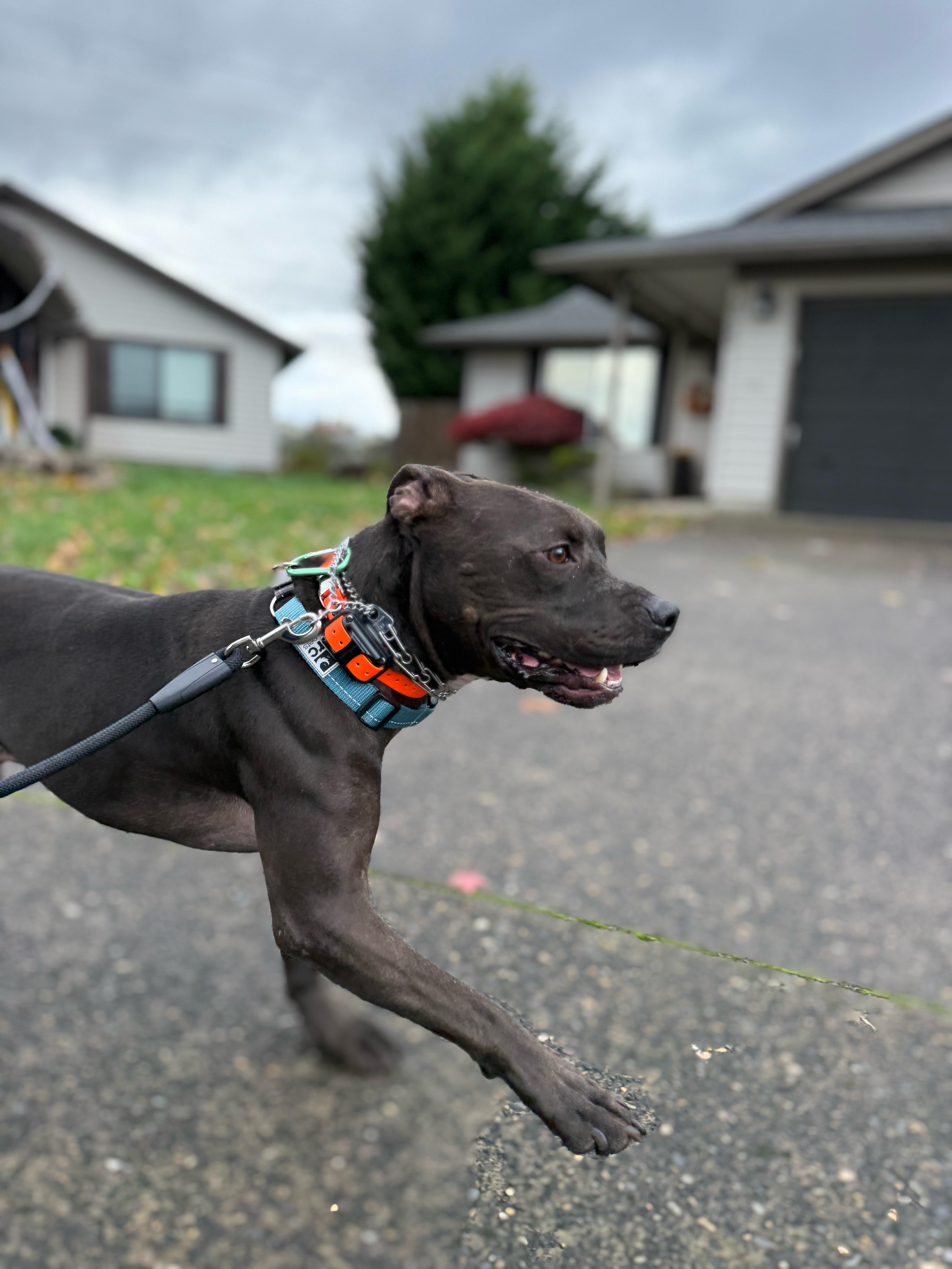 Enlarge Shadow, a Adoptable mixed breed in Bend, OR image 4/5
