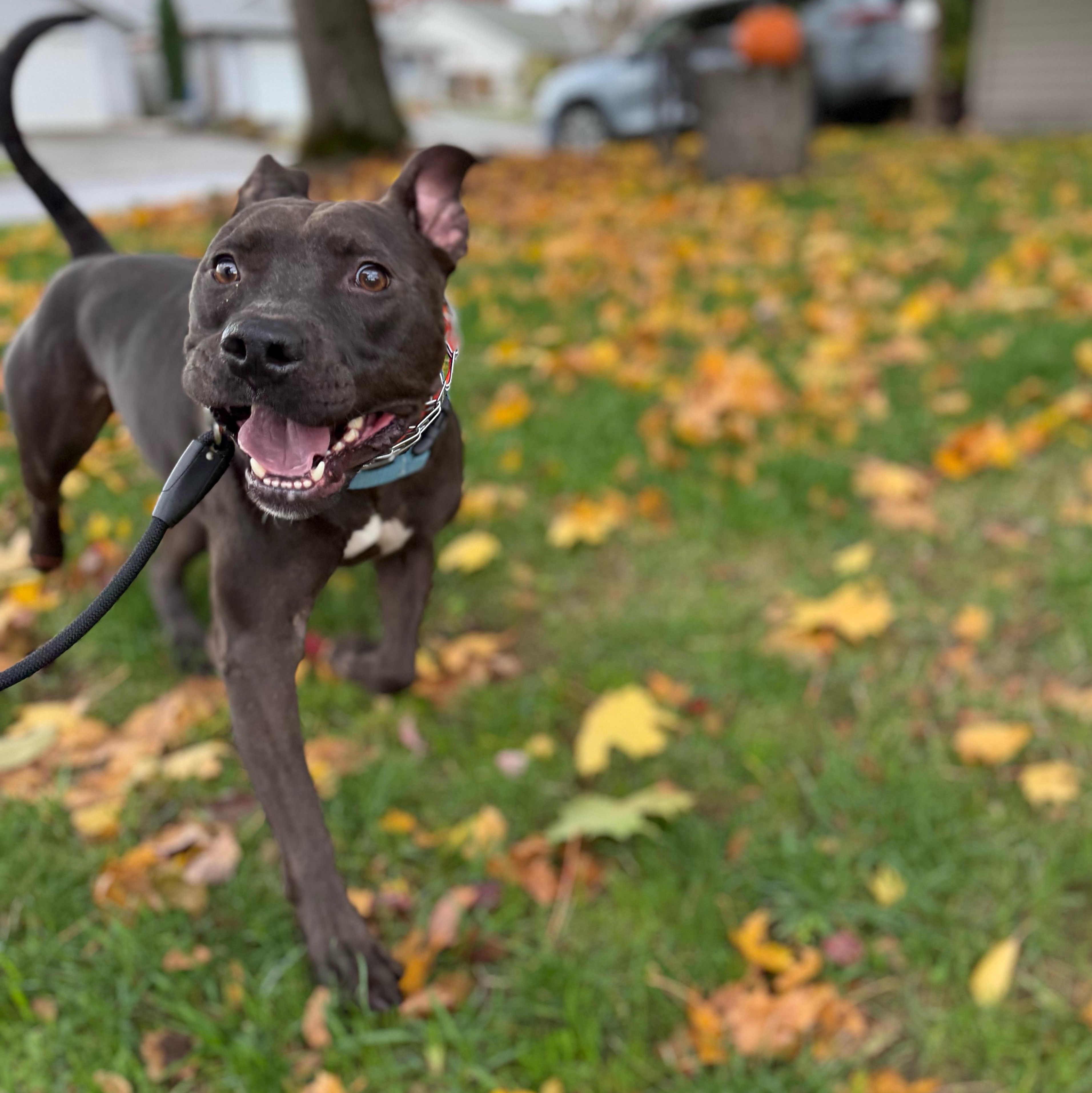 Enlarge Shadow, a Adoptable mixed breed in Bend, OR image 1/5