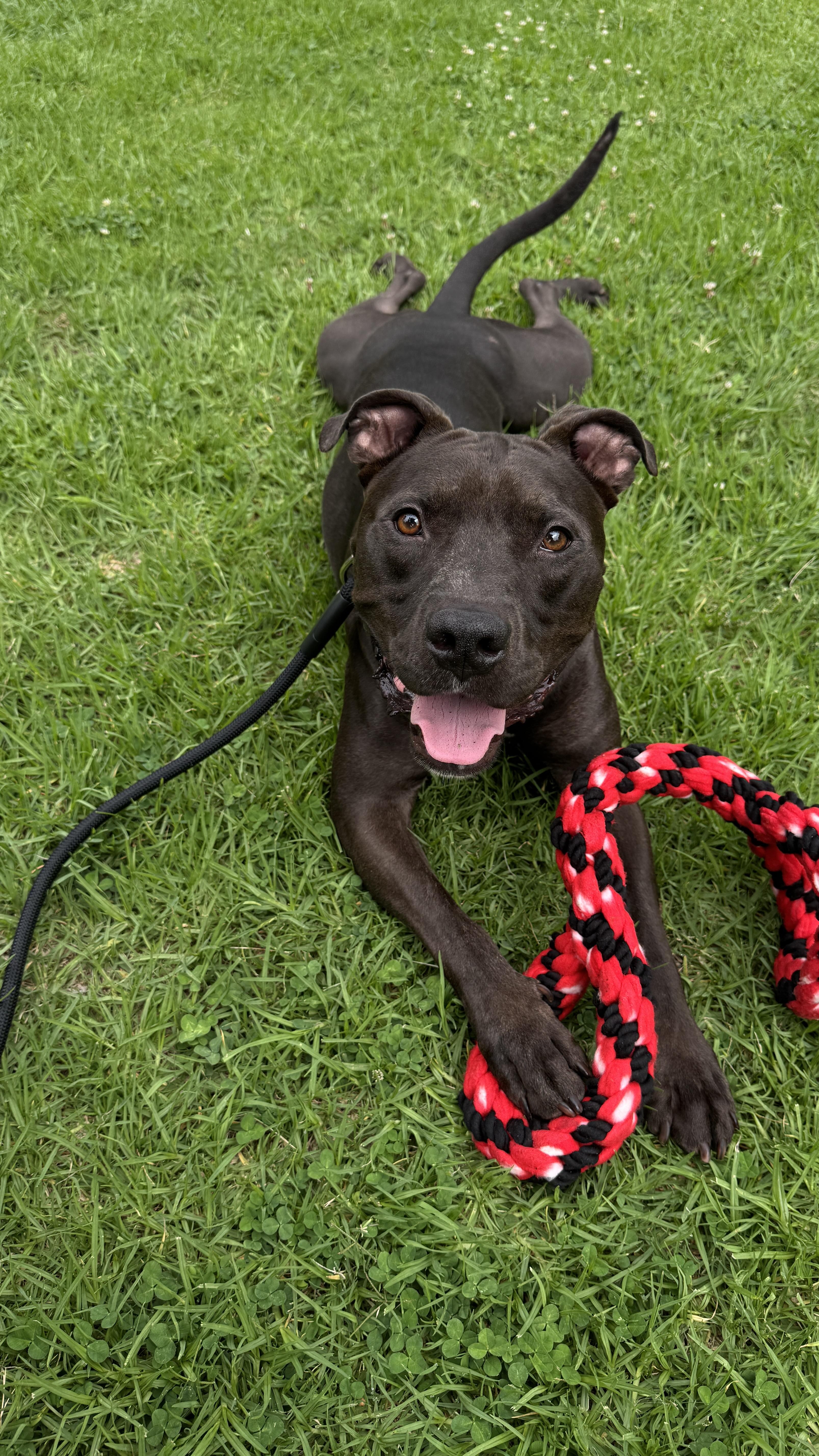 Enlarge Shadow, a Adoptable mixed breed in Bend, OR image 2/5