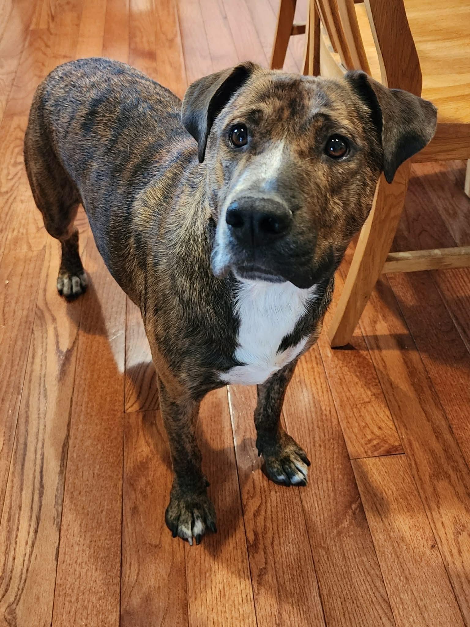 Angelo, ADOPTABLE, Puppy Male Mixed Breed.