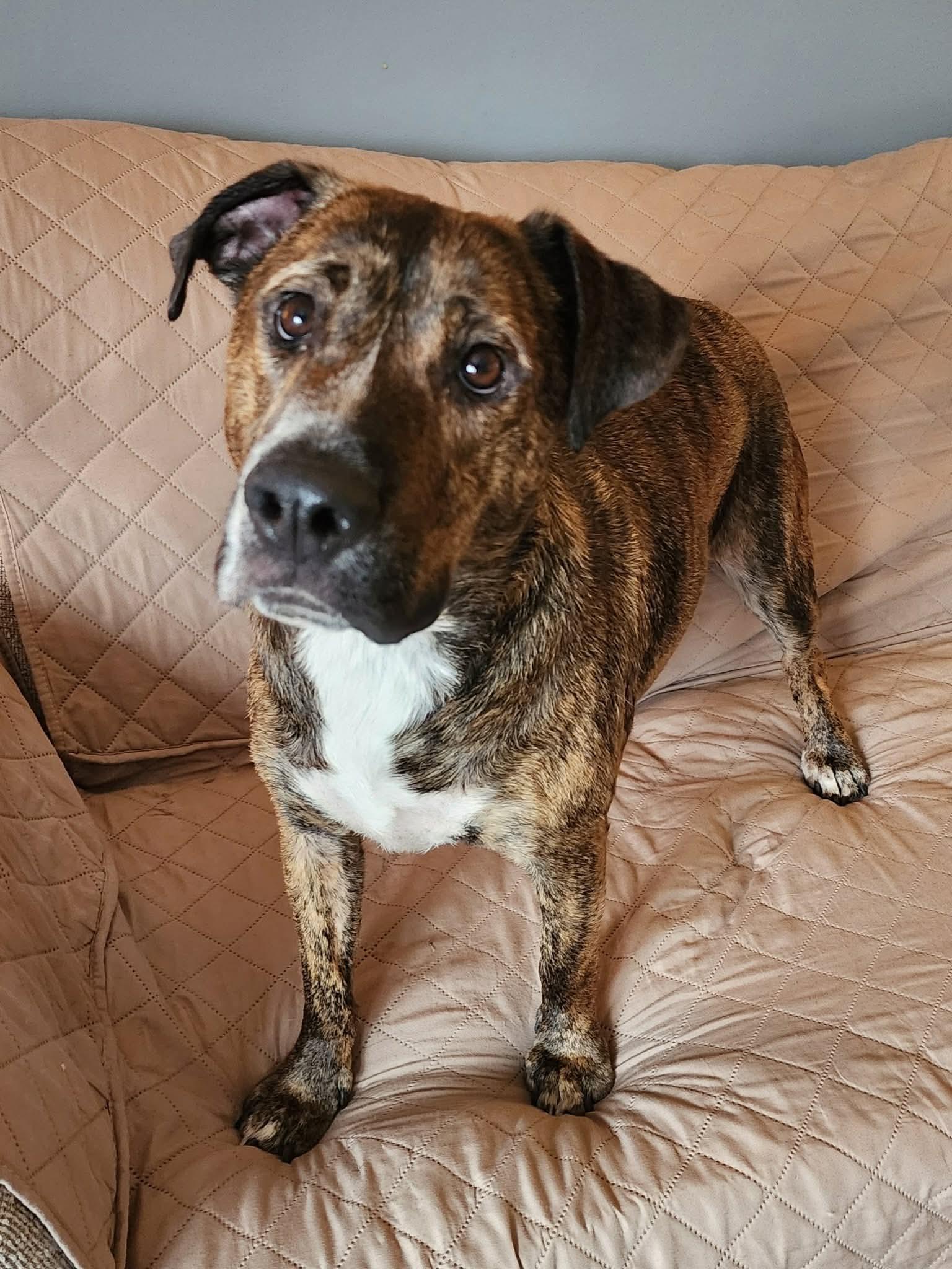 Enlarge Angelo, a ADOPTABLE Mixed Breed in Highland, NY image 3/5