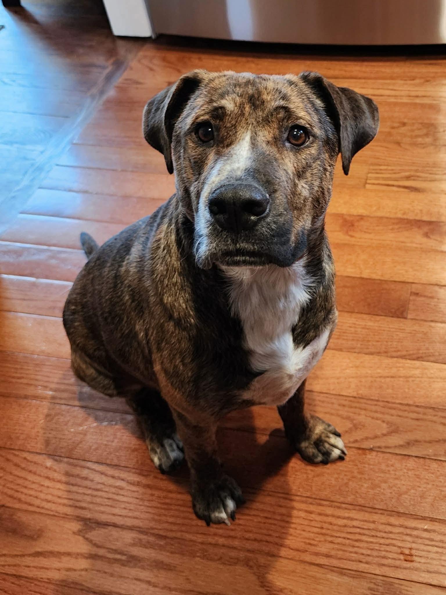 Enlarge Angelo, a ADOPTABLE Mixed Breed in Highland, NY image 4/5