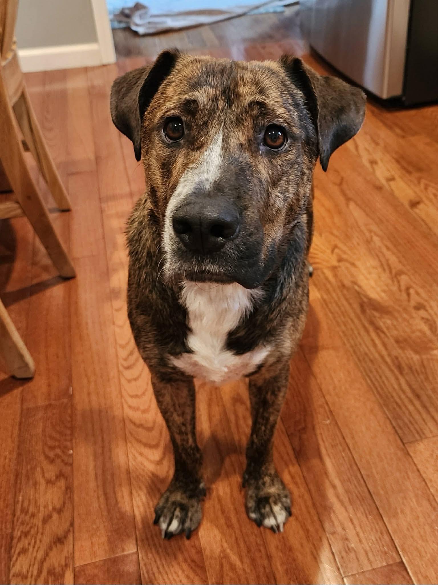 Enlarge Angelo, a ADOPTABLE Mixed Breed in Highland, NY image 5/5