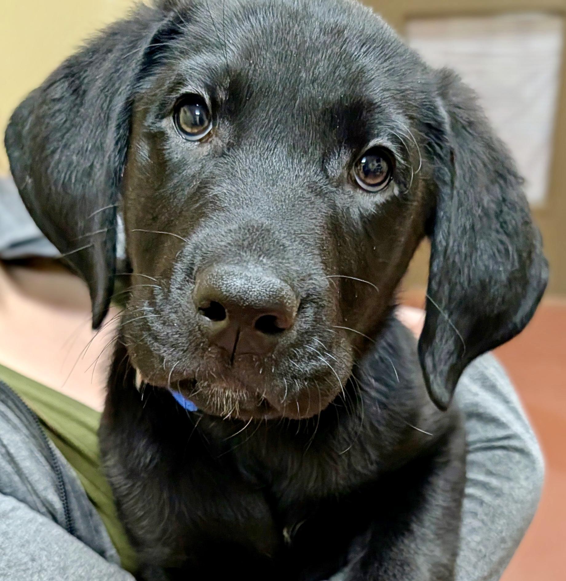 Enlarge Lennox “Lennie”, an adopted Labrador Retriever in POTOMAC, MD image 4/5