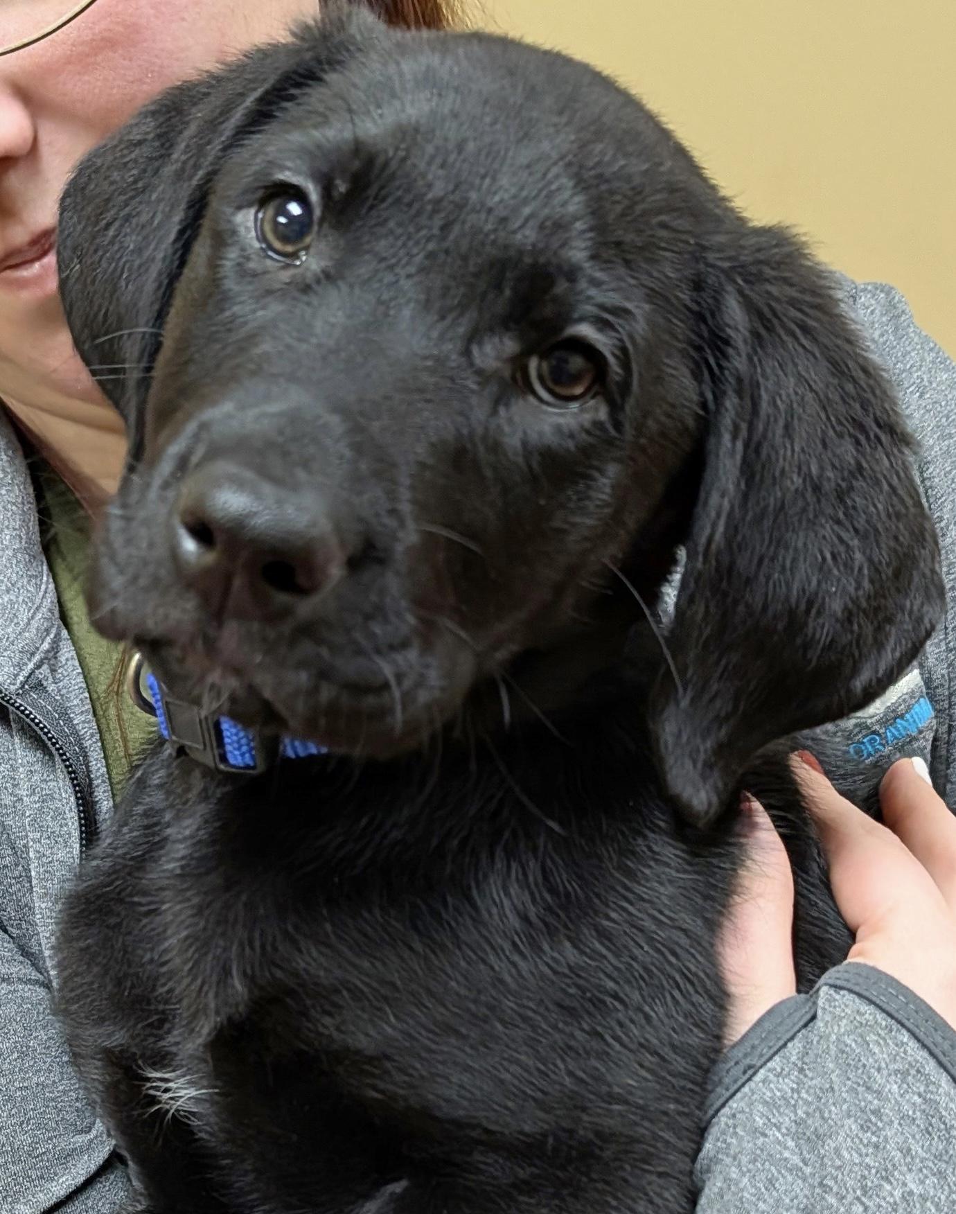 Enlarge Lennox “Lennie”, an adopted Labrador Retriever in POTOMAC, MD image 5/5