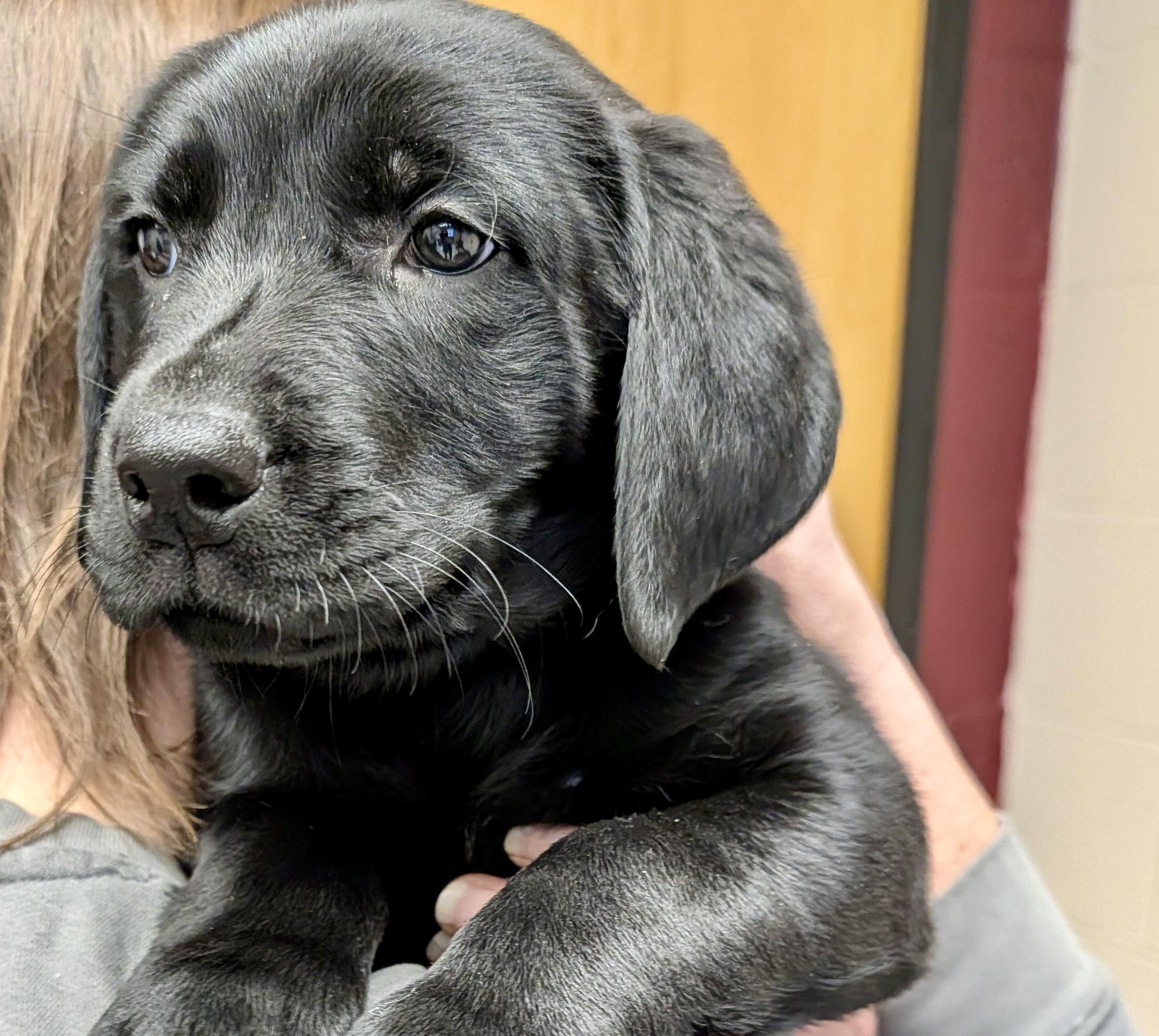 Enlarge Lennox “Lennie”, an adopted Labrador Retriever in POTOMAC, MD image 1/5