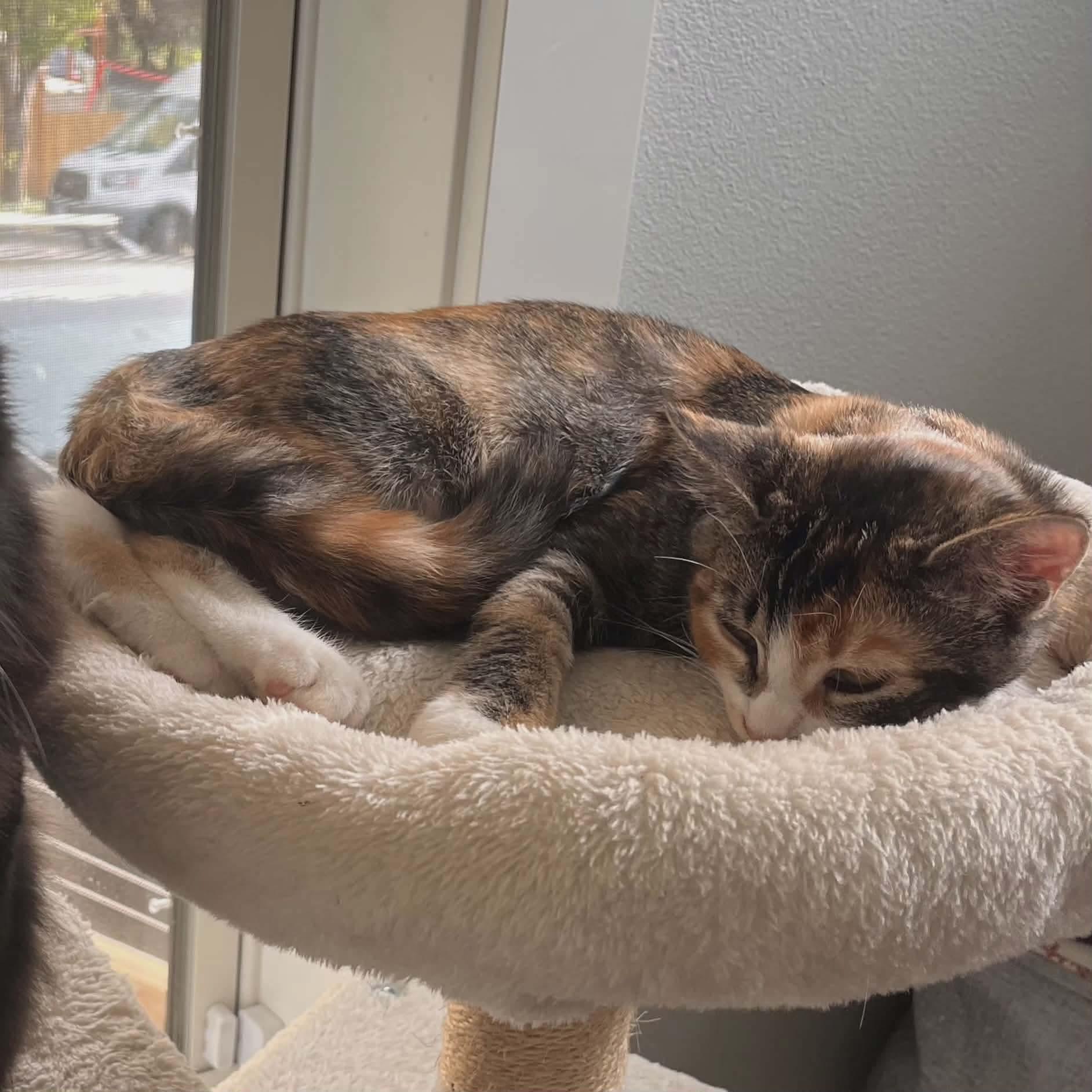 Jellybean, an adopted mixed breed in Gladstone, OR image 3/4
