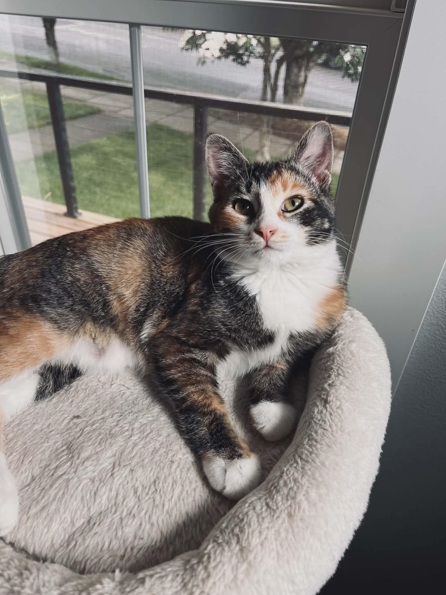 Jellybean, an adopted mixed breed in Gladstone, OR image 2/4