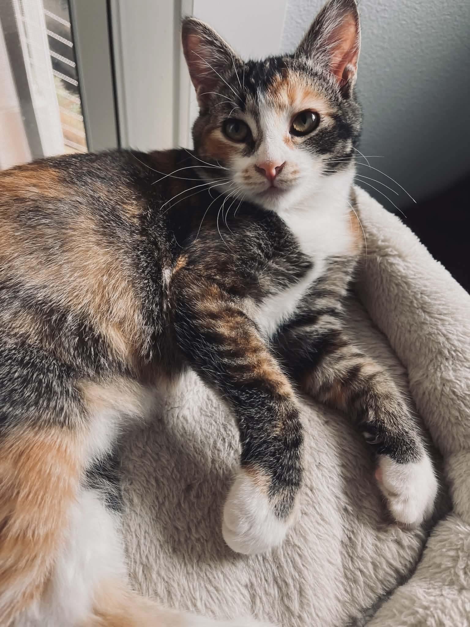 Jellybean, an adopted mixed breed in Gladstone, OR image 1/4