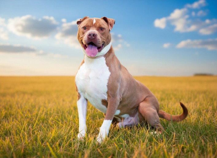 Enlarge EDDIE, a Adoptable American Staffordshire Terrier in Tavares, FL image 1/1