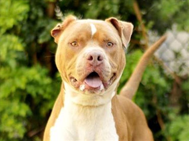 Enlarge EDMUND, a Adoptable American Staffordshire Terrier in Tavares, FL image 1/1