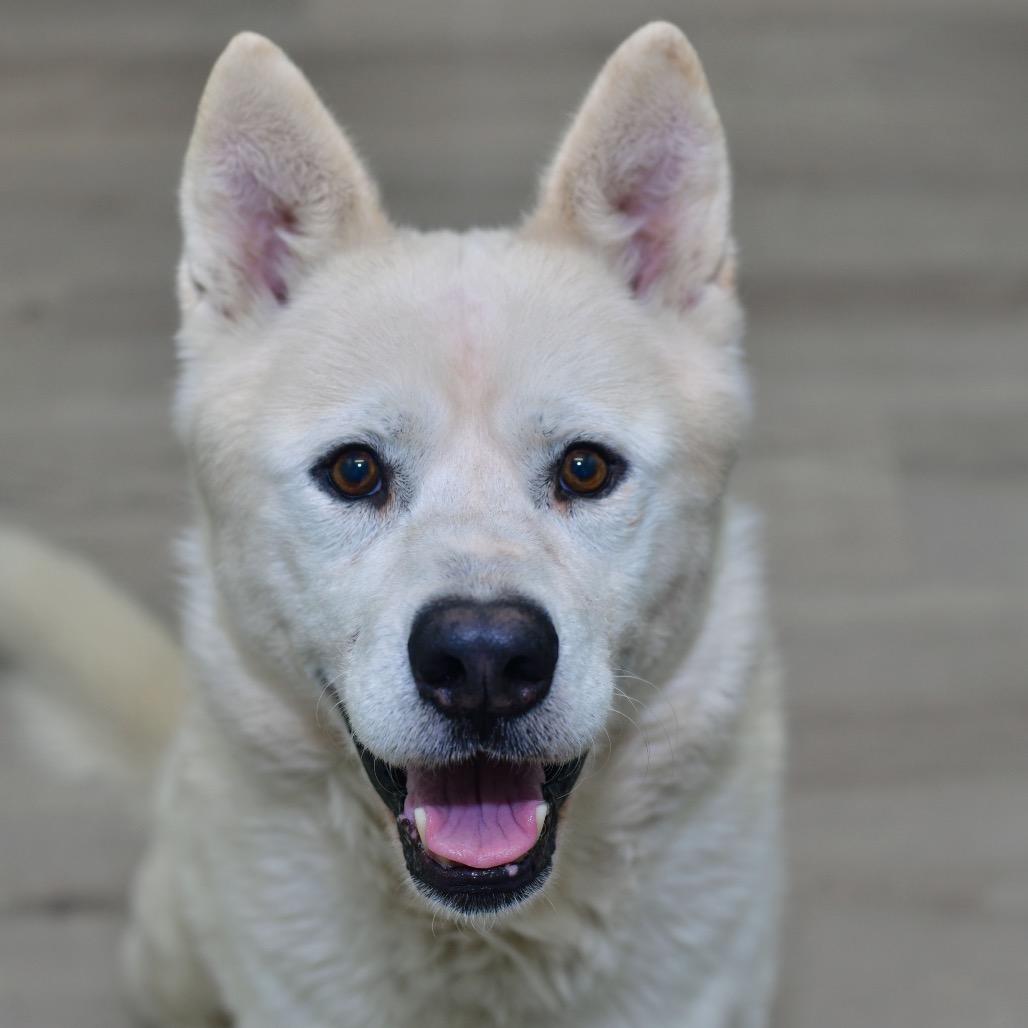 Enlarge Hopper, a Adoptable mixed breed in Emporia, KS image 1/6