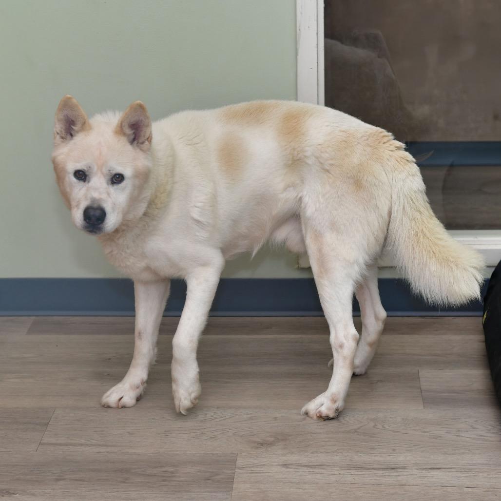 Enlarge Hopper, a Adoptable mixed breed in Emporia, KS image 2/6