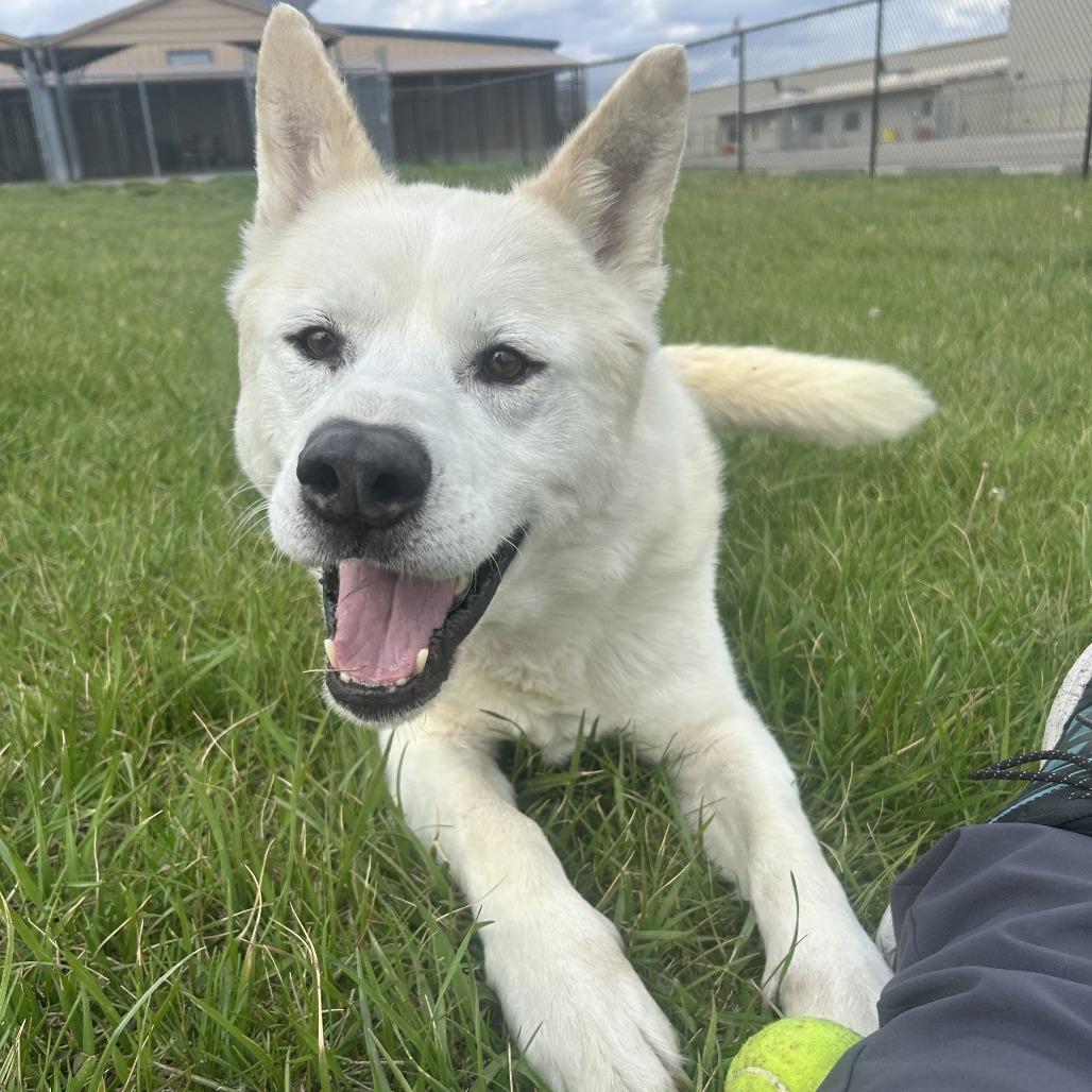 Enlarge Hopper, a Adoptable mixed breed in Emporia, KS image 3/6