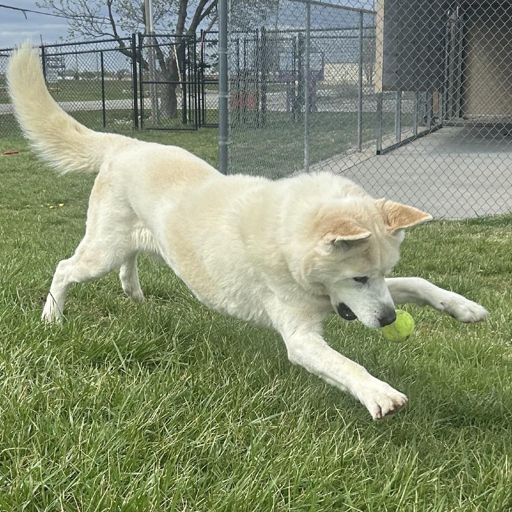 Enlarge Hopper, a Adoptable mixed breed in Emporia, KS image 4/6