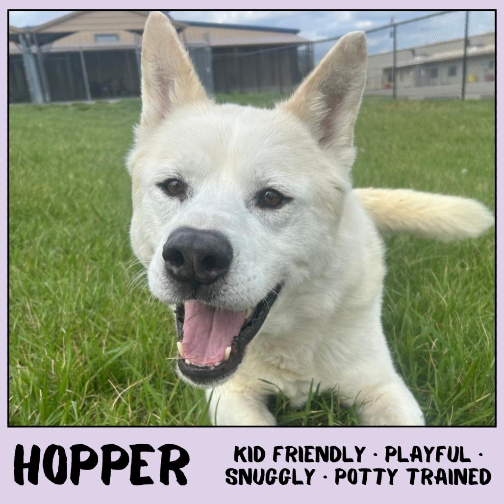 Enlarge Hopper, a Adoptable mixed breed in Emporia, KS image 5/6