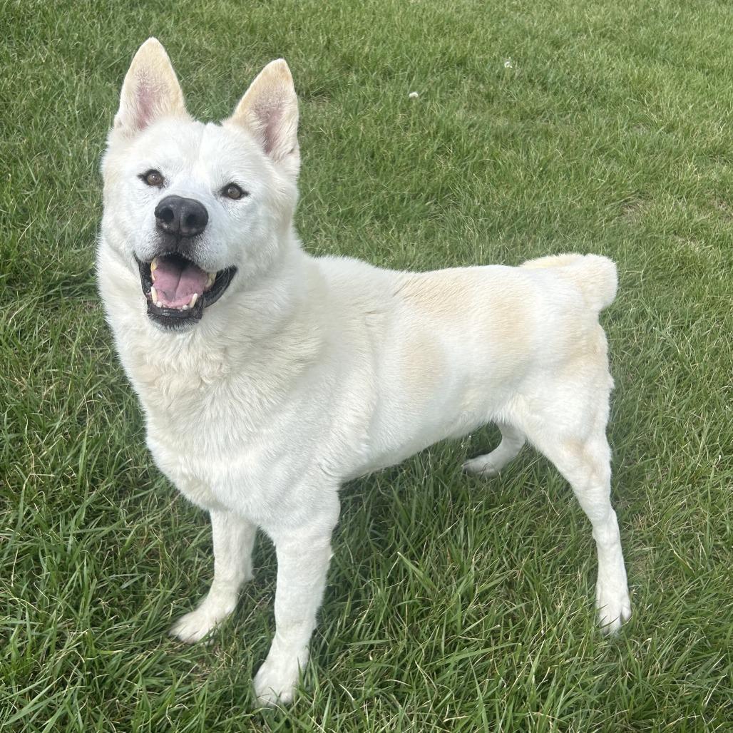 Enlarge Hopper, a Adoptable mixed breed in Emporia, KS image 6/6