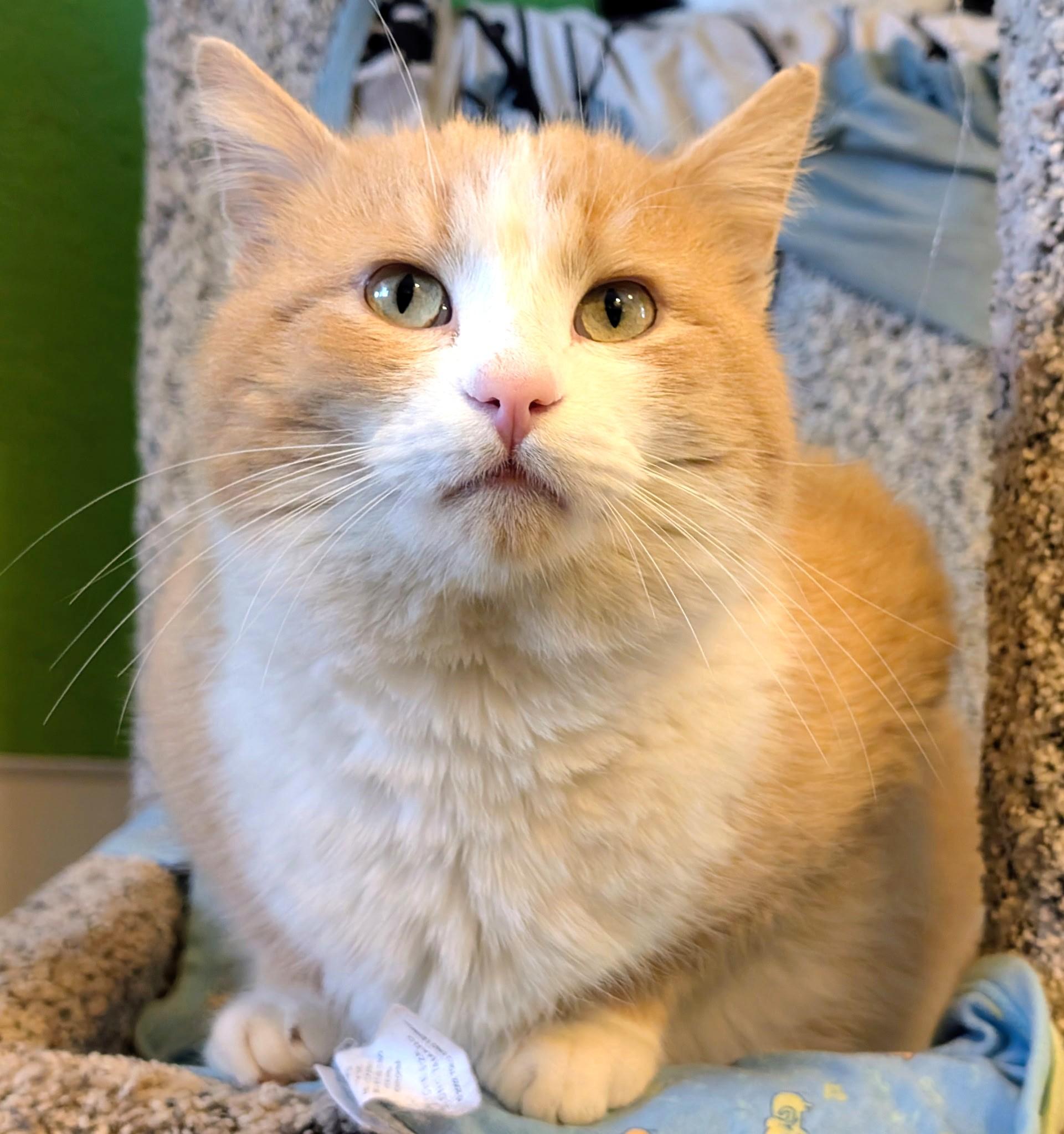 Enlarge Cheeto: Big Lovable Chonk!, an adopted Tabby in Newport, WA image 5/6