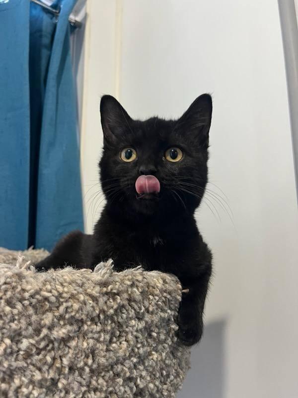 Jason Furhees, ADOPTABLE, Kitten Male Domestic Short Hair.