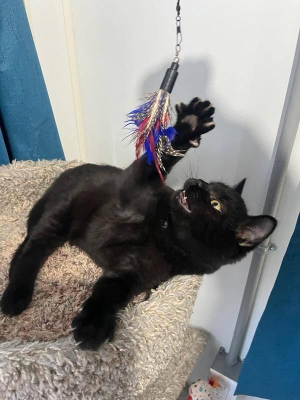 Enlarge Jason Furhees, a ADOPTABLE Domestic Short Hair in Ashland, OH image 4/6