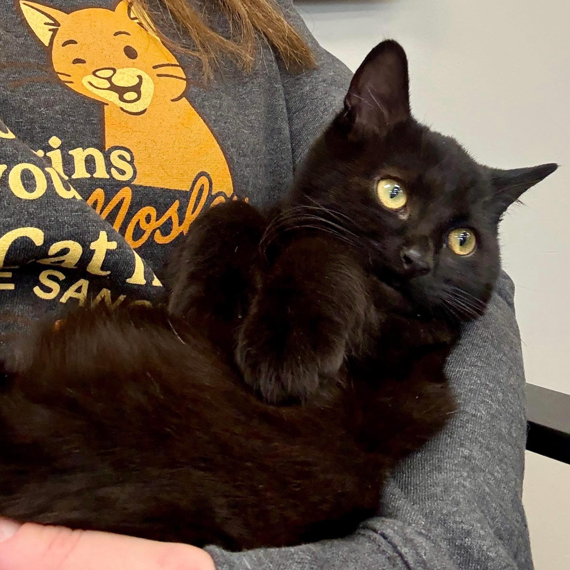 Enlarge Jason Furhees, a ADOPTABLE Domestic Short Hair in Ashland, OH image 5/6