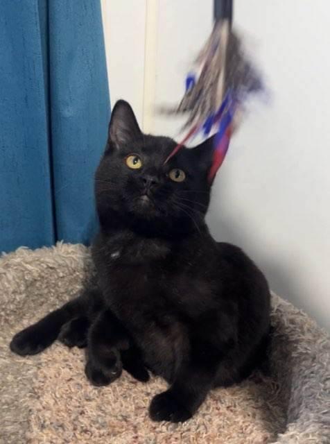 Enlarge Jason Furhees, a ADOPTABLE Domestic Short Hair in Ashland, OH image 3/6