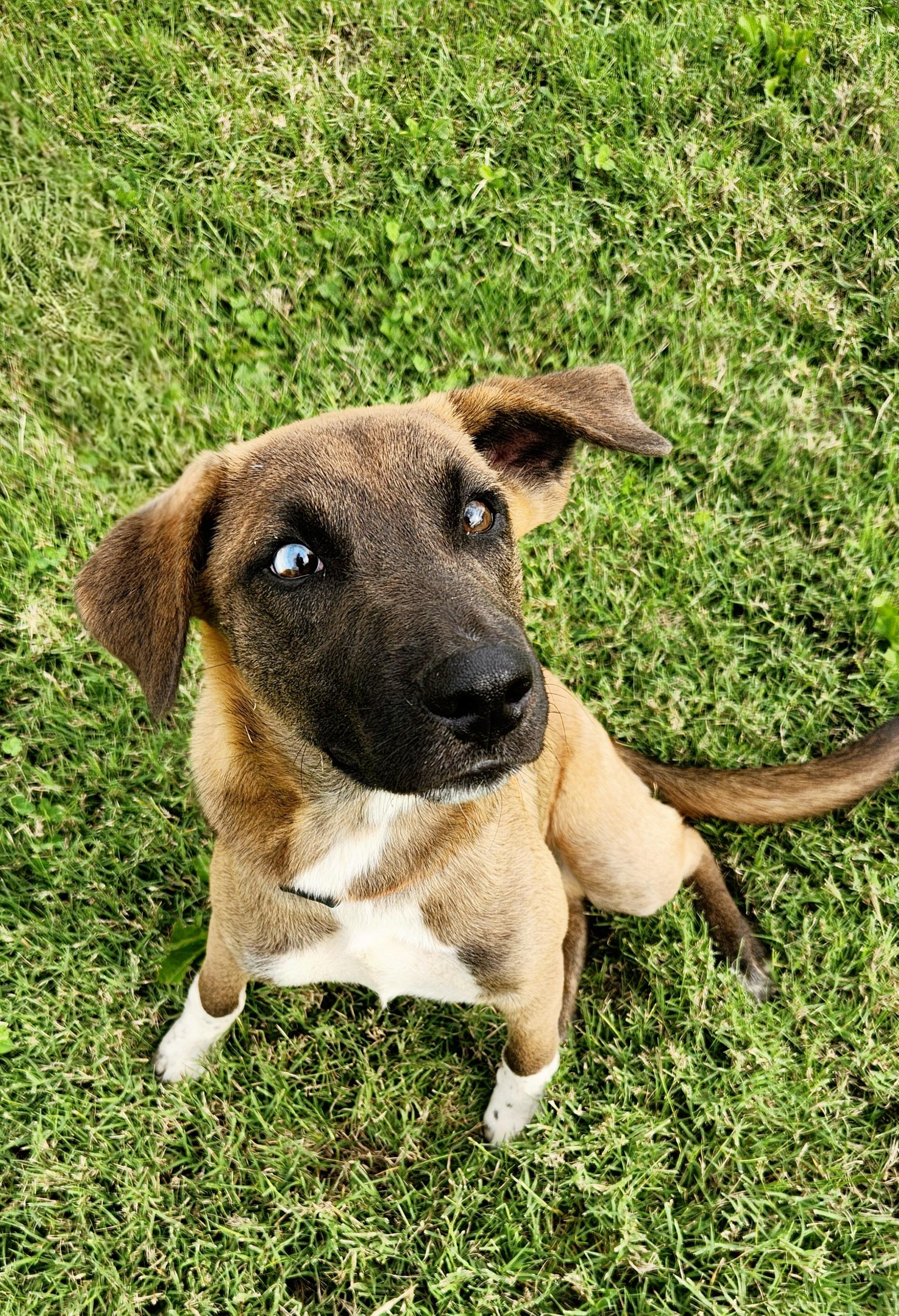 Larry, Adoptable, Young Male Shepherd.
