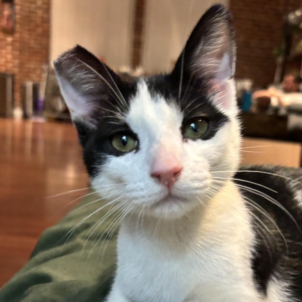 Robin — thumbnail 3