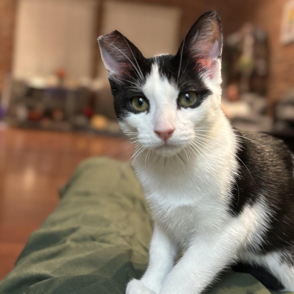 Robin — thumbnail 4