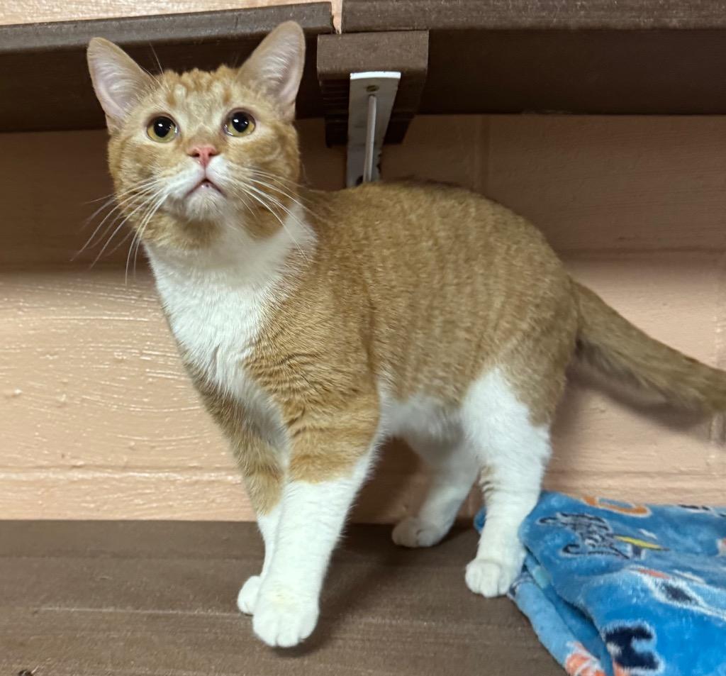 Enlarge Nascar, a Adoptable mixed breed in Olean, NY image 1/3