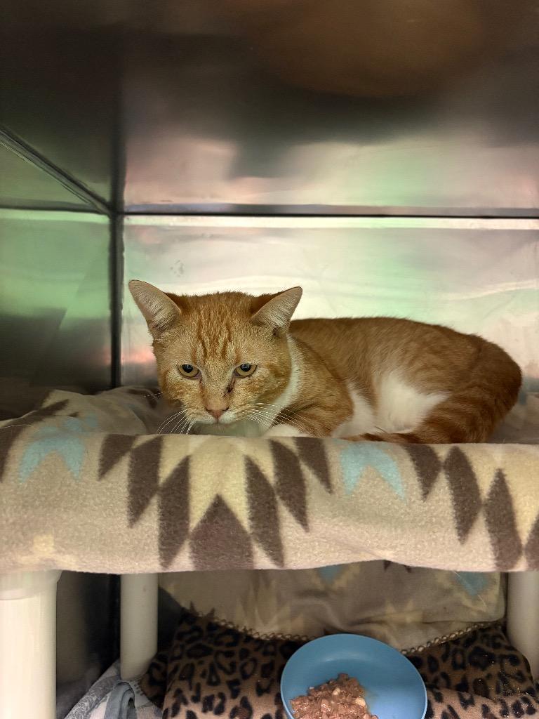 Enlarge Nascar, a Adoptable mixed breed in Olean, NY image 2/3