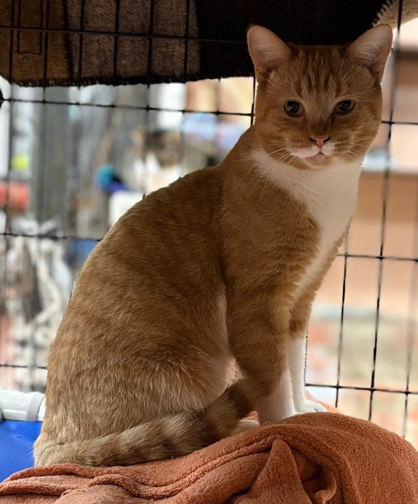 Enlarge Nascar, a Adoptable mixed breed in Olean, NY image 3/3