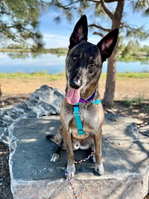 CAIRO, Adoptable, Adult Male Belgian Shepherd / Malinois.