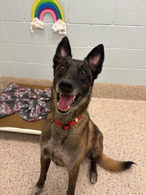 Enlarge CAIRO, a Adoptable Belgian Shepherd / Malinois in Brighton, CO image 1/1