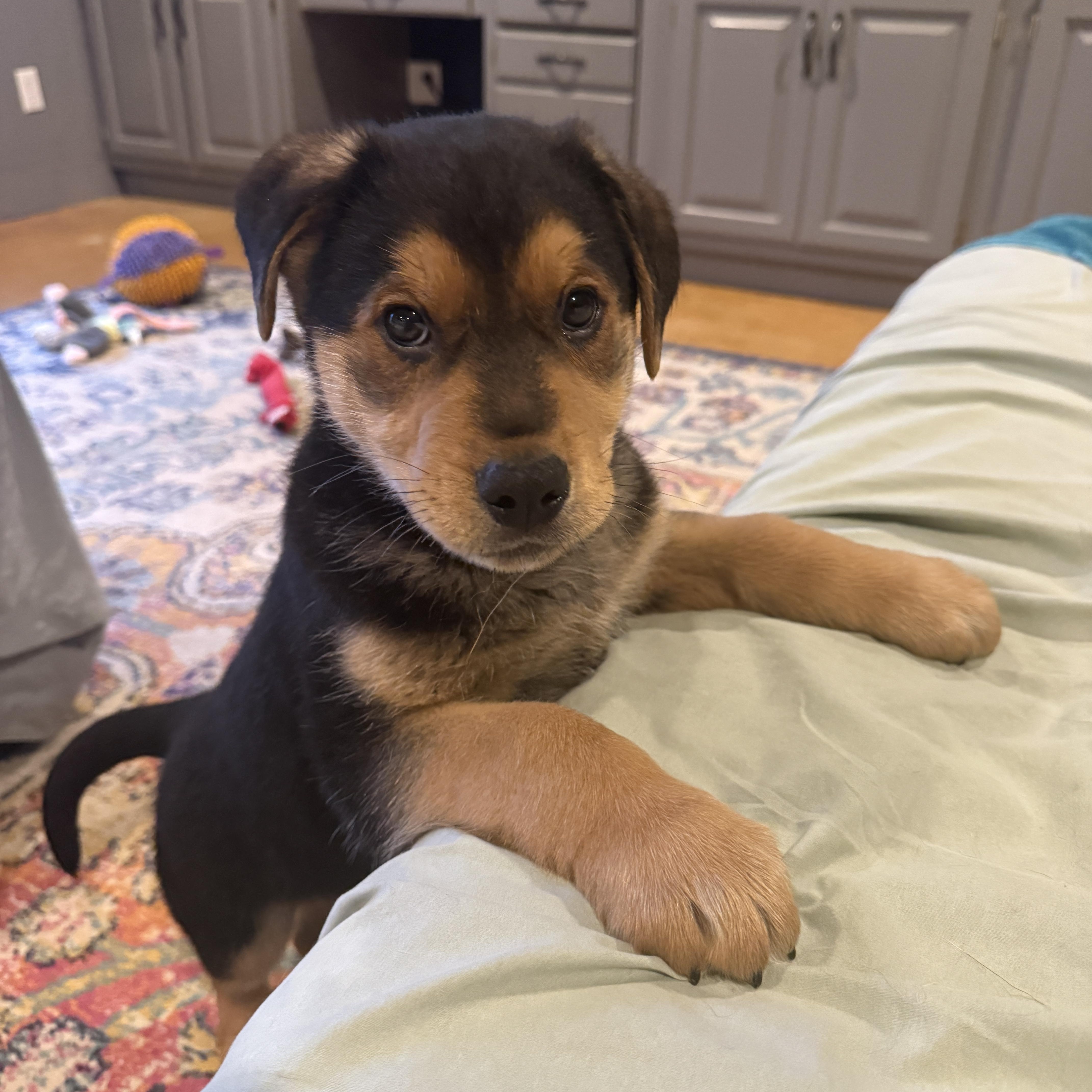 Enlarge Chubbs, an adopted mixed breed in Kannapolis, NC image 2/4