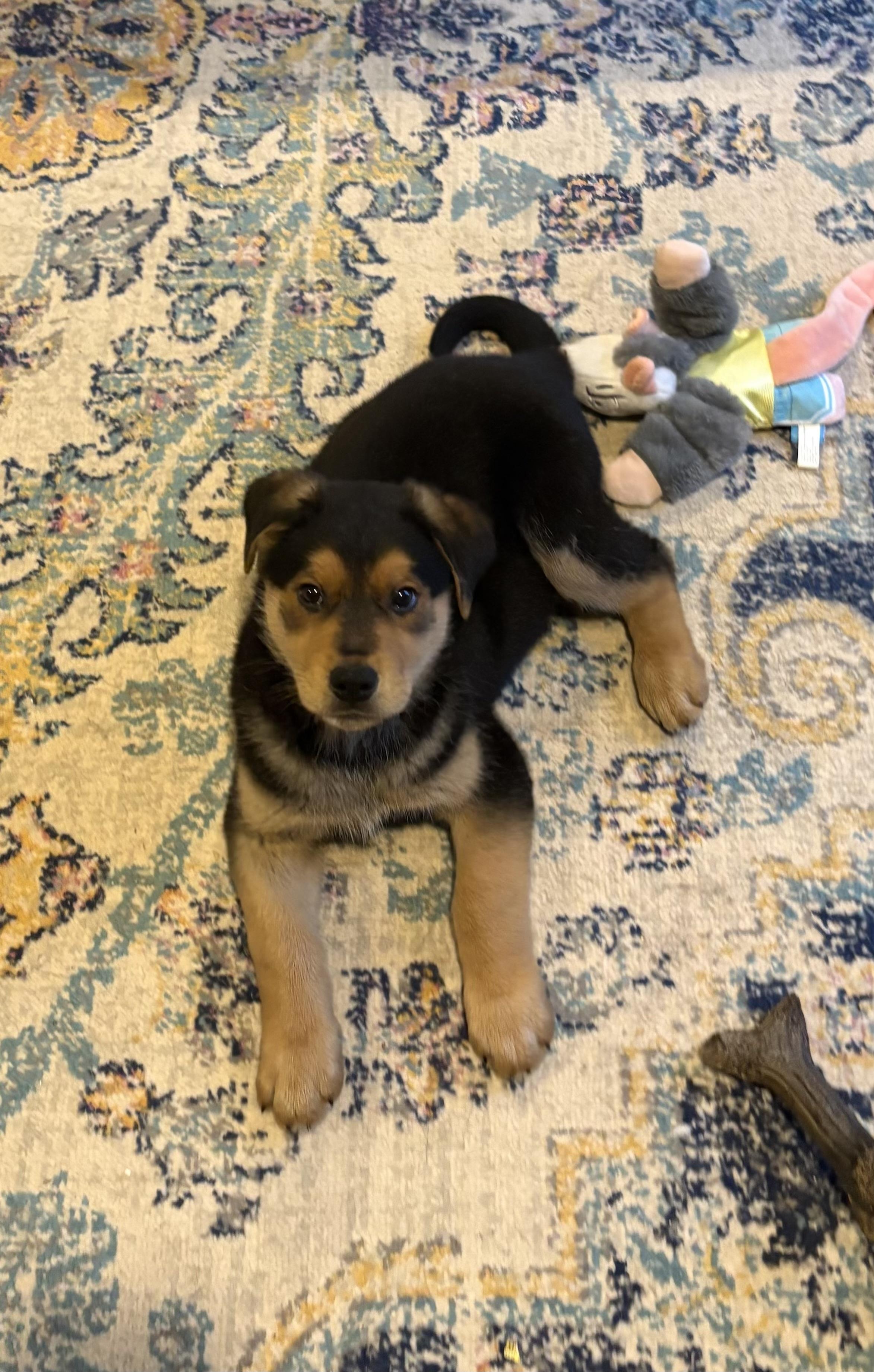 Enlarge Chubbs, an adopted mixed breed in Kannapolis, NC image 4/4