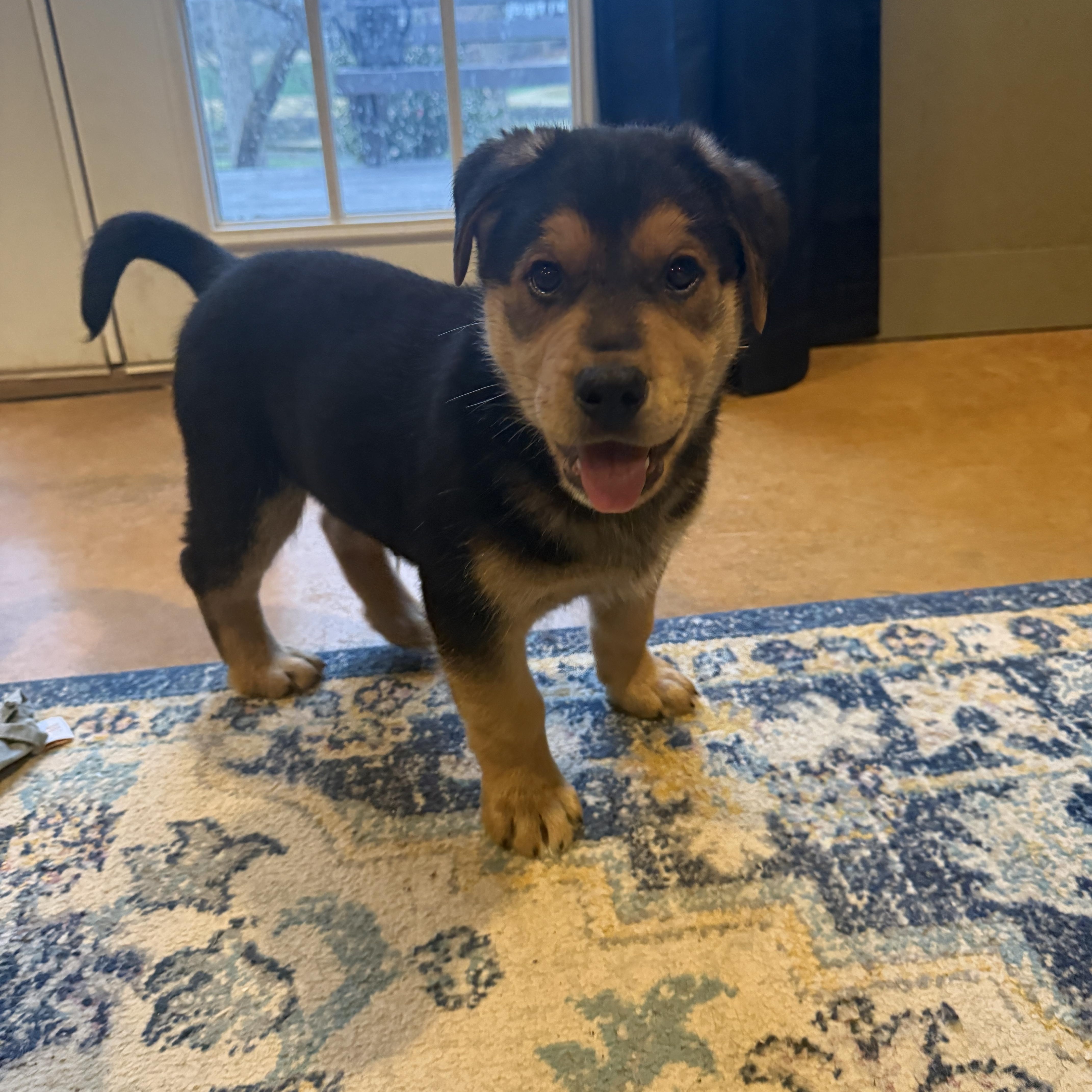 Enlarge Chubbs, an adopted mixed breed in Kannapolis, NC image 3/4