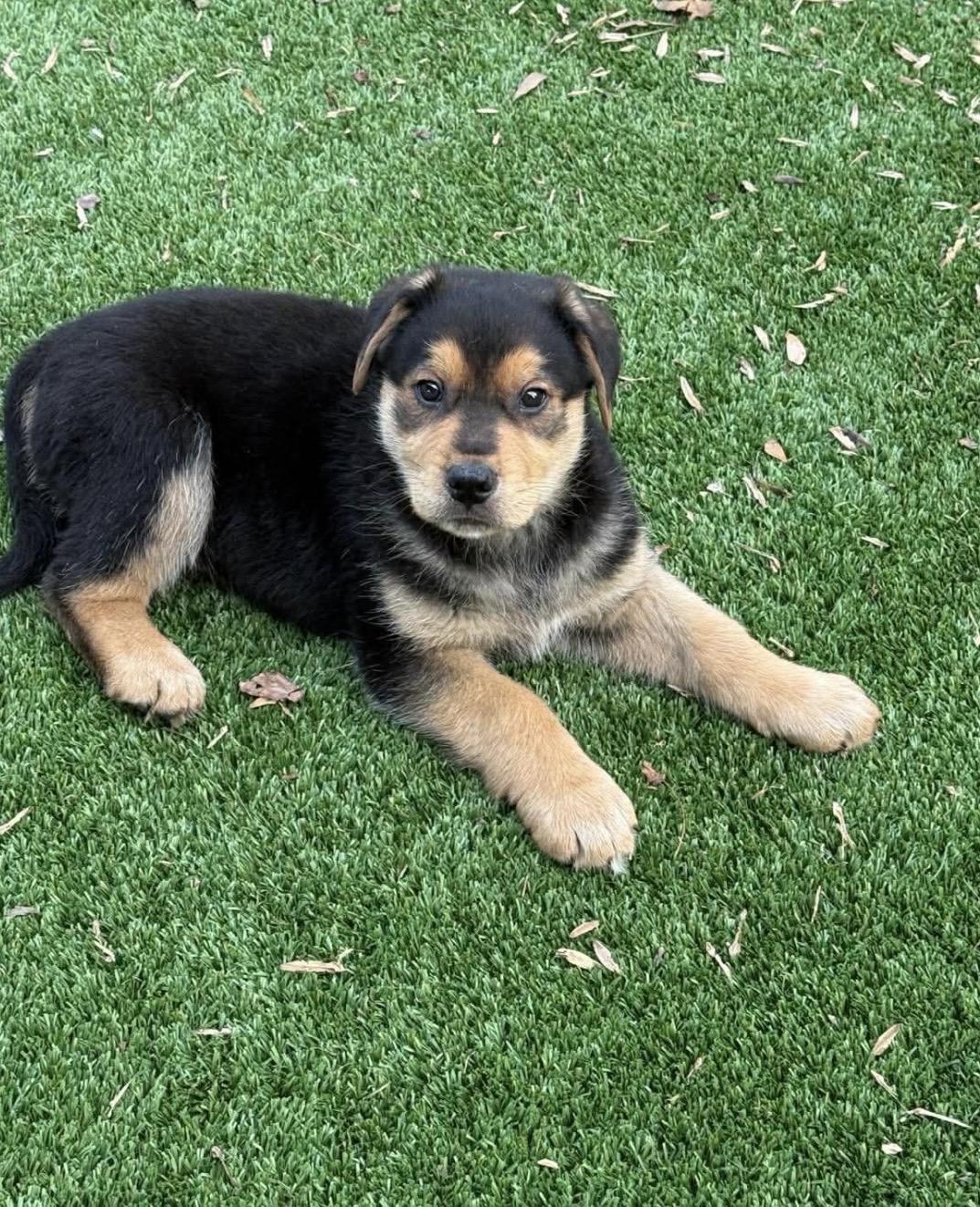 Enlarge Chubbs, an adopted mixed breed in Kannapolis, NC image 1/4